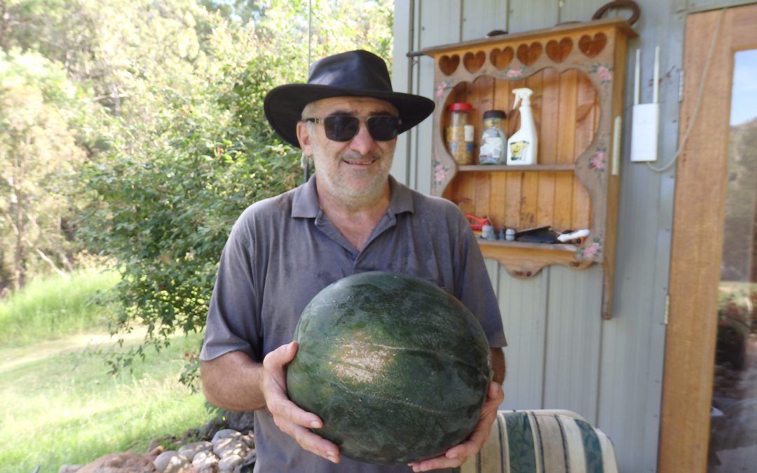 Melons: Tips for Planting and Caring for Watermelon, Rockmelons, Cucumbers, Squash, and Zucchini
