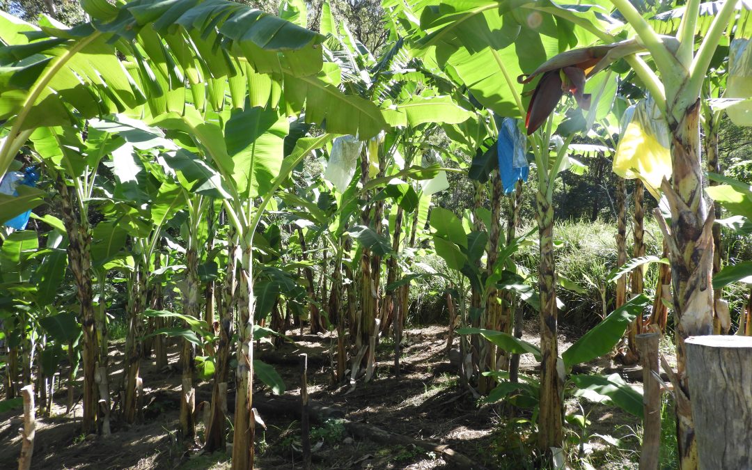 Bananas: Some Tips On How We Grow Millions of Bananas