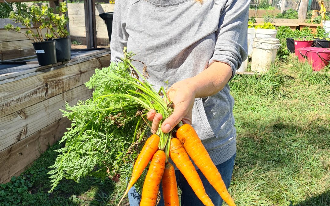 Carrots – growing them in the Brisbane region