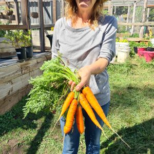 CARROTs – grow your own vegetables