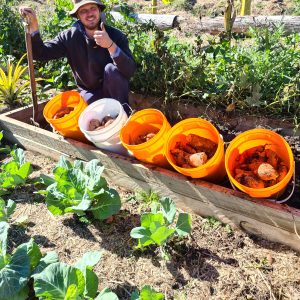 how to grow sweet potatos, gowing sweet potatos in queensland