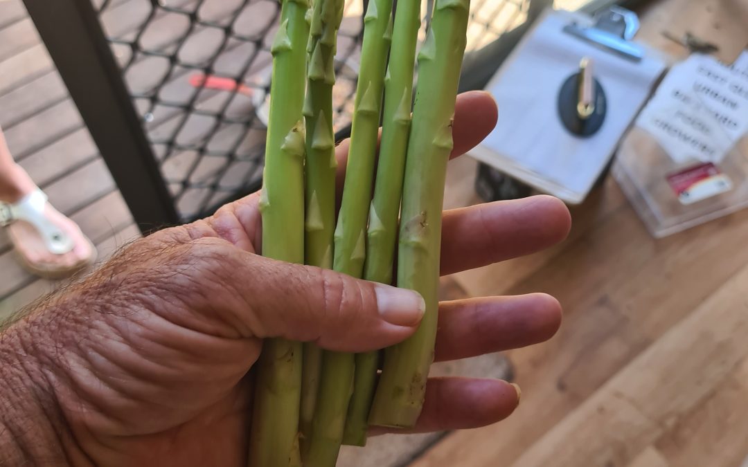 Asparagus: Growing and Enjoying Asparagus for Years to Come