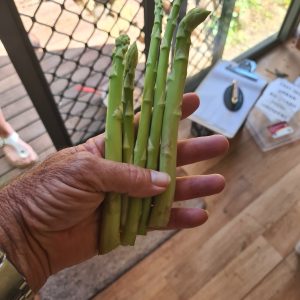 Unleashing the Perennial Delight: Growing and Enjoying Asparagus for Years to Come