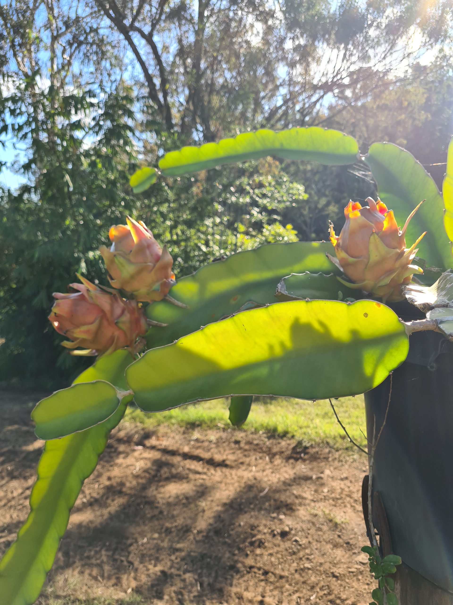 Growing Dragonfruit in Brisbane