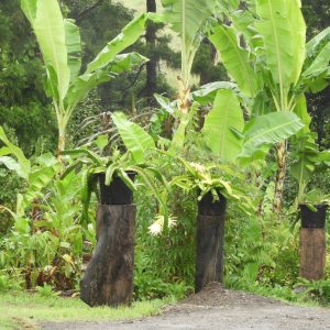 DRAGONFRUIT – Growing them in the Brisbane region.