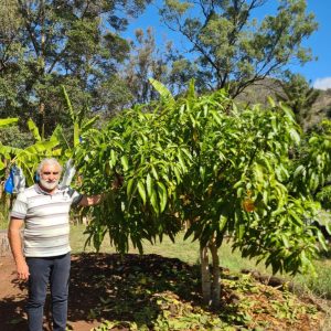 how to grow mangoes, growing mangoes in queensland