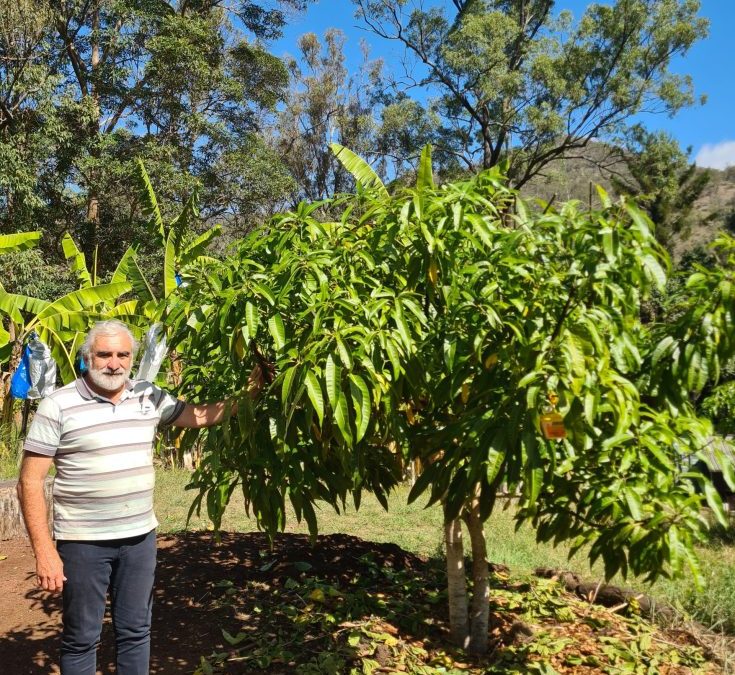 Mangoes – Grow well in Brisbane