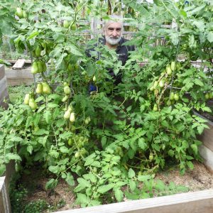 Growing tomatoes in queensland,