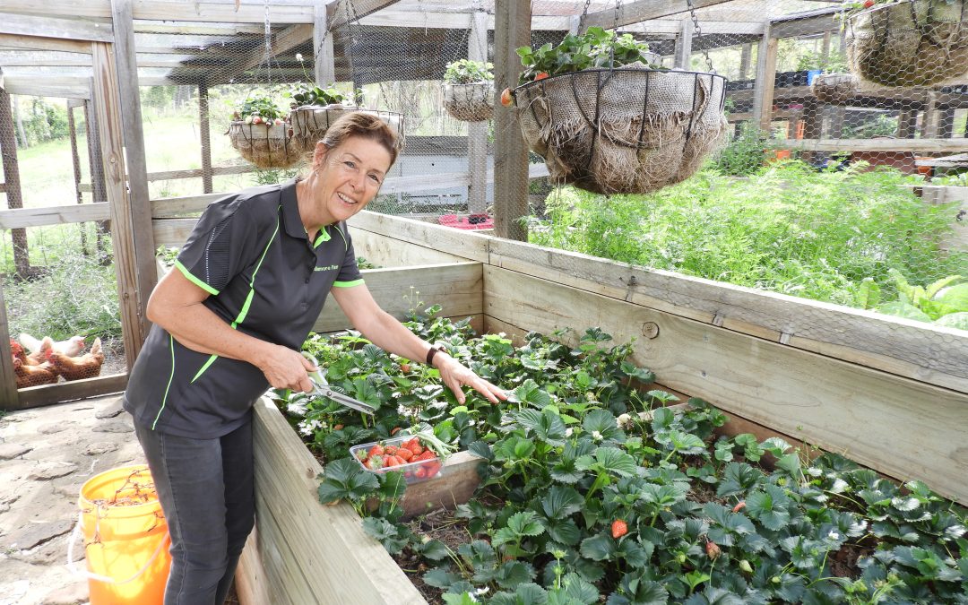 Growing Strawberries in South East Queensland